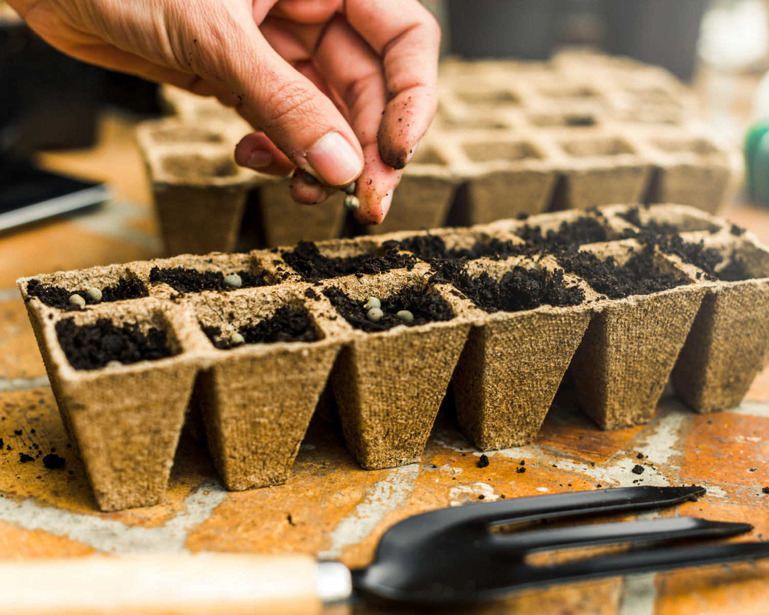 Seeds, Seedlings & Growing Mediums