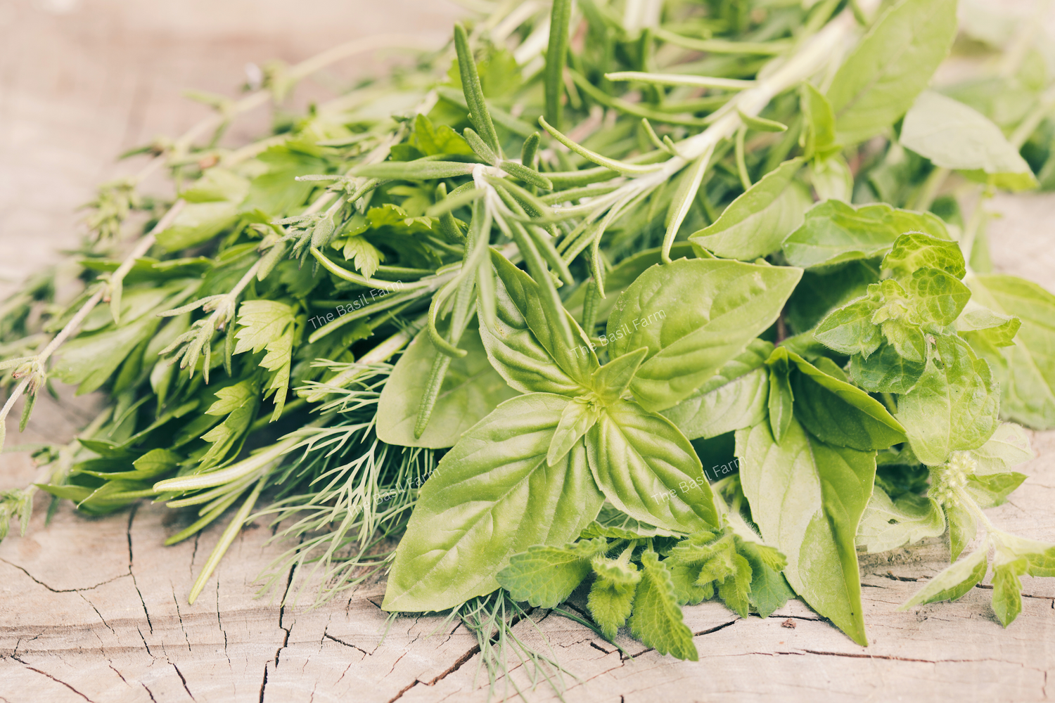 Other Fresh Herbs & Vegetables