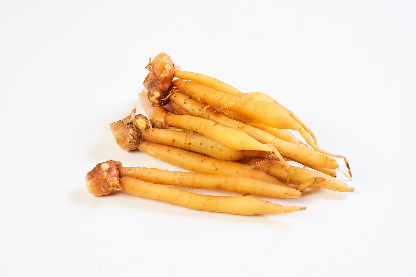 Fingerroot