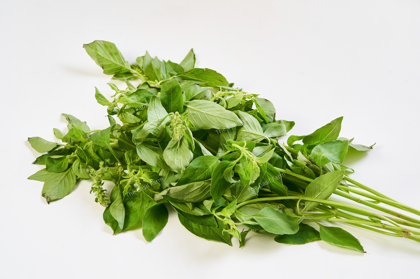 Lemon Basil