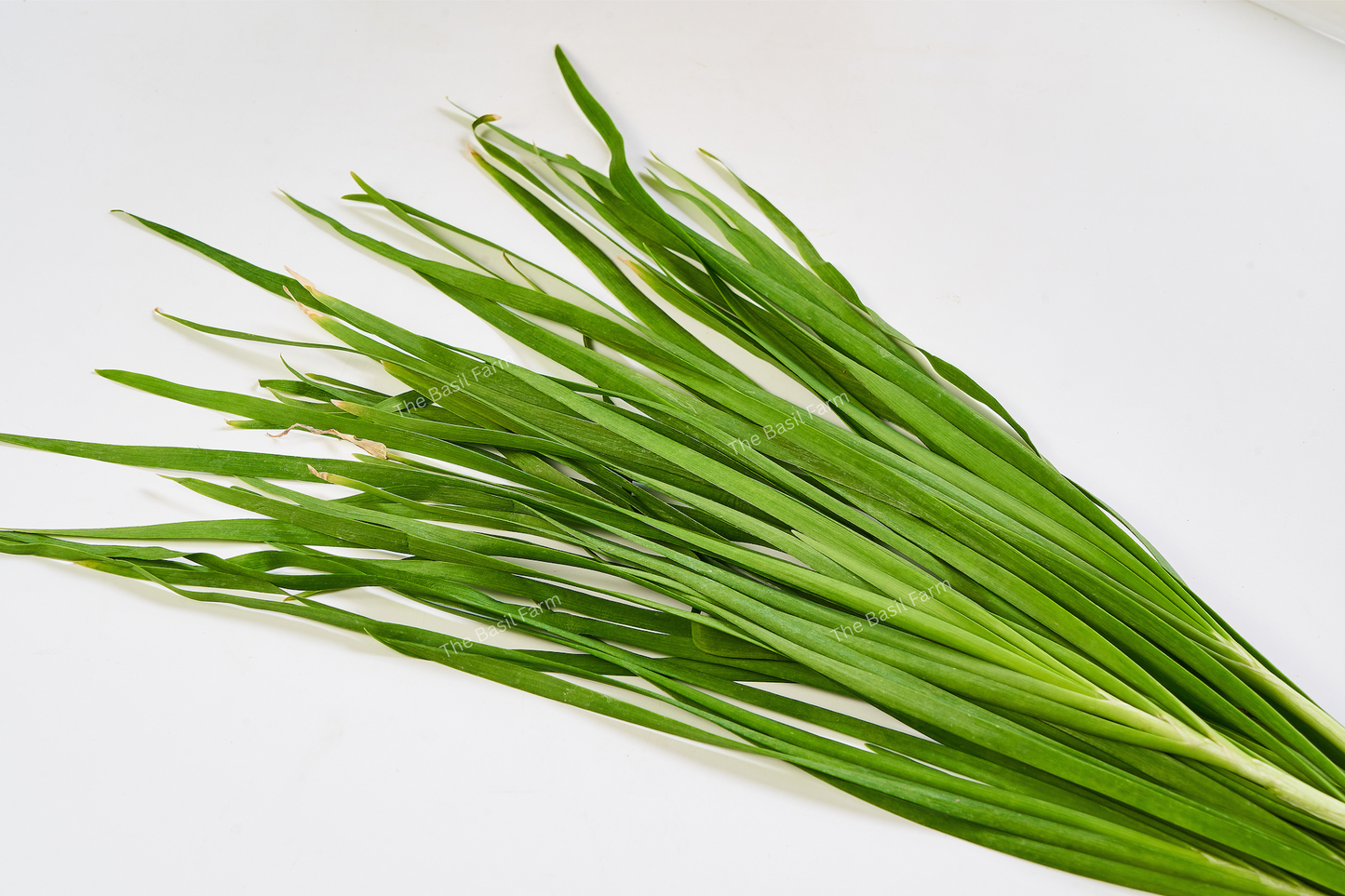 Chinese Chives