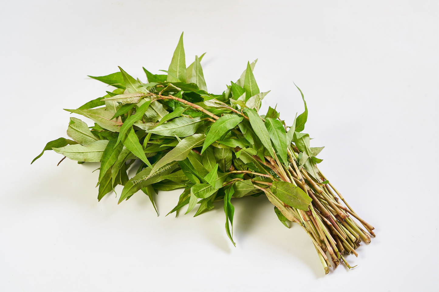 Vietnamese Coriander