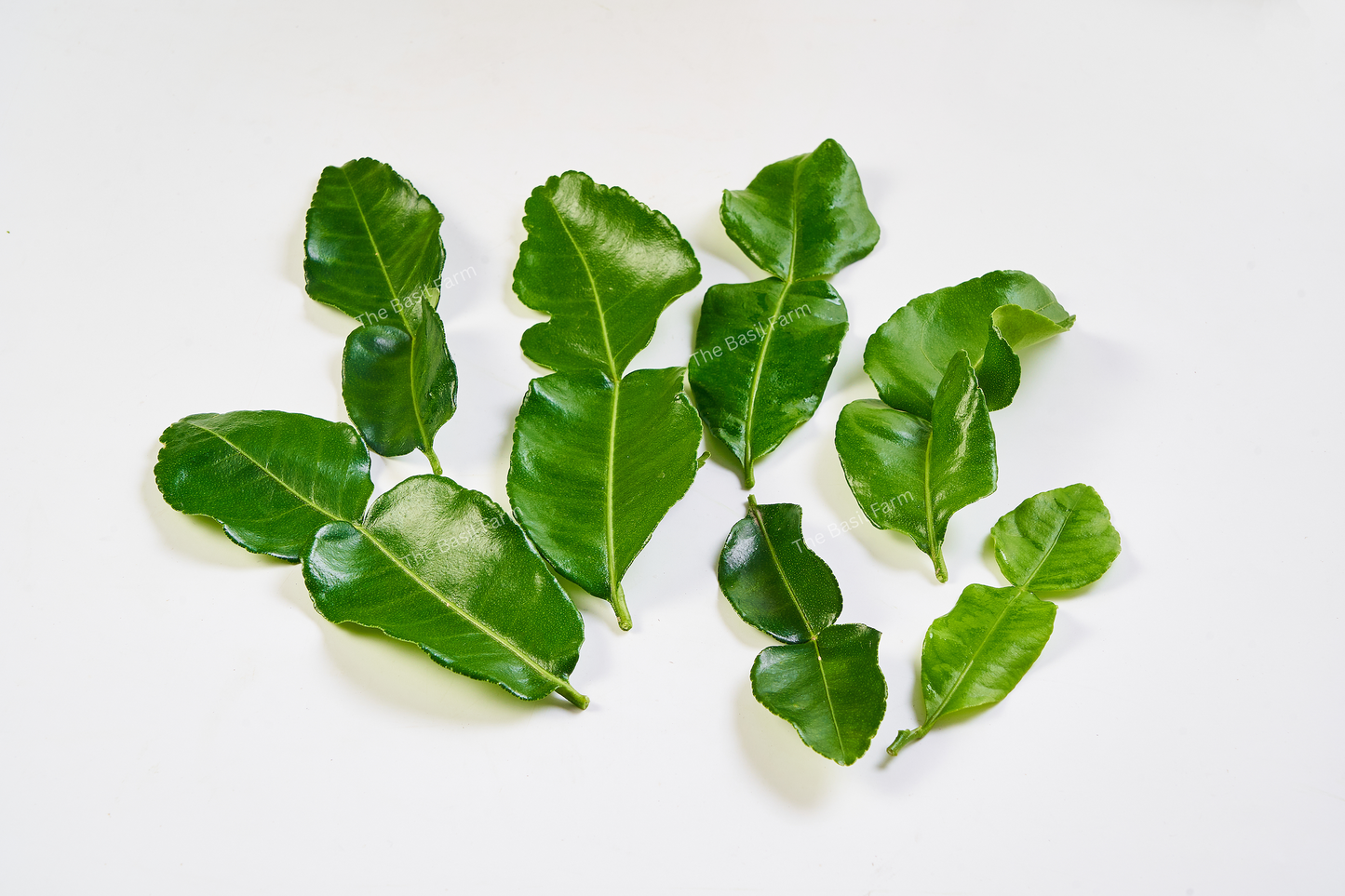 Kaffir Lime Leaves