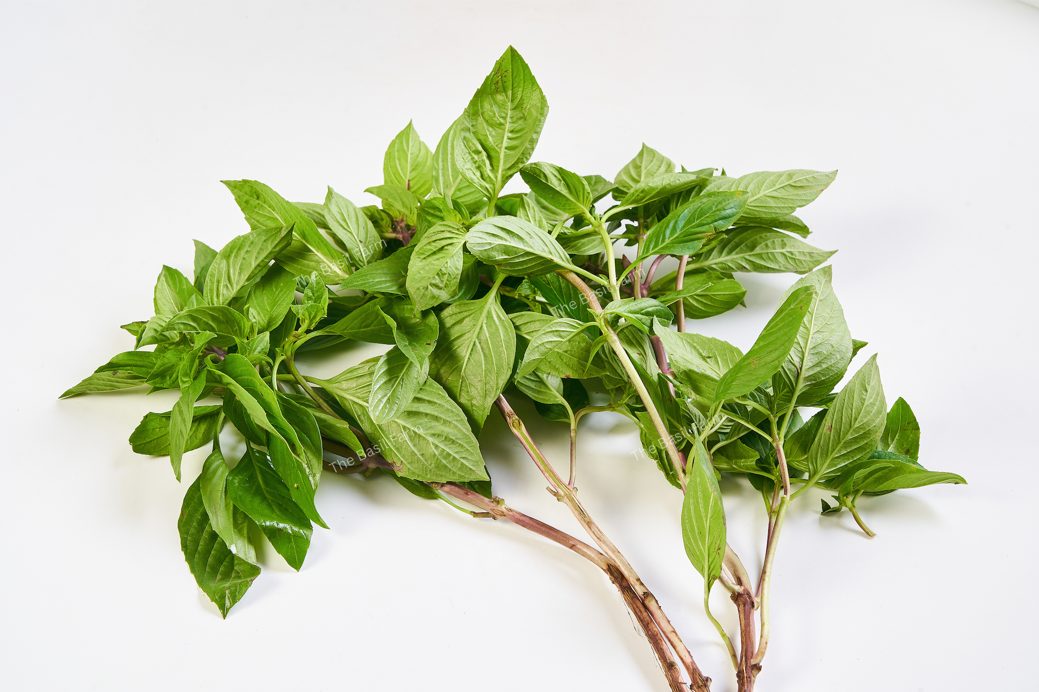 Sweet Thai Basil – The Basil Farm