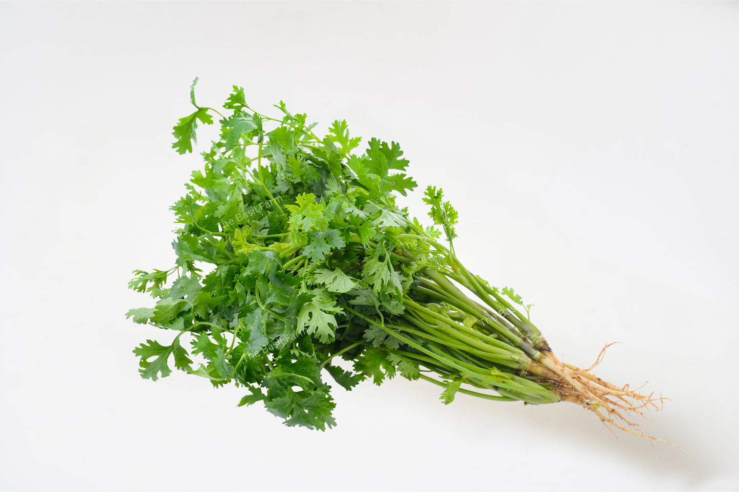 Coriander
