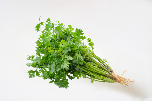 Coriander