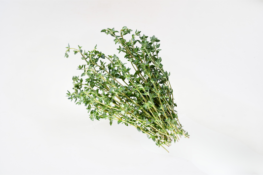 Jamaican Oregano