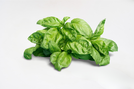 Sweet Italian Basil