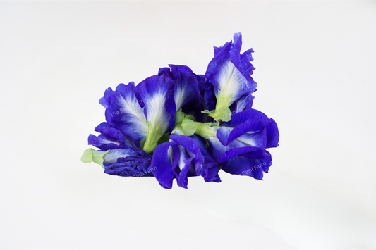 Butterfly Pea - Fresh