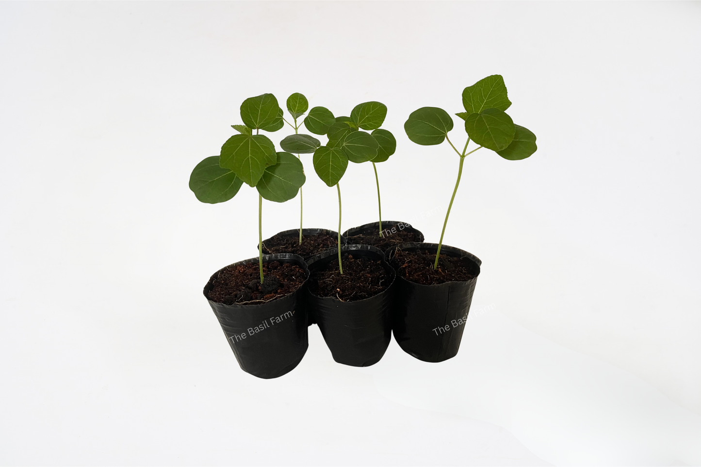 Roselle Seedlings