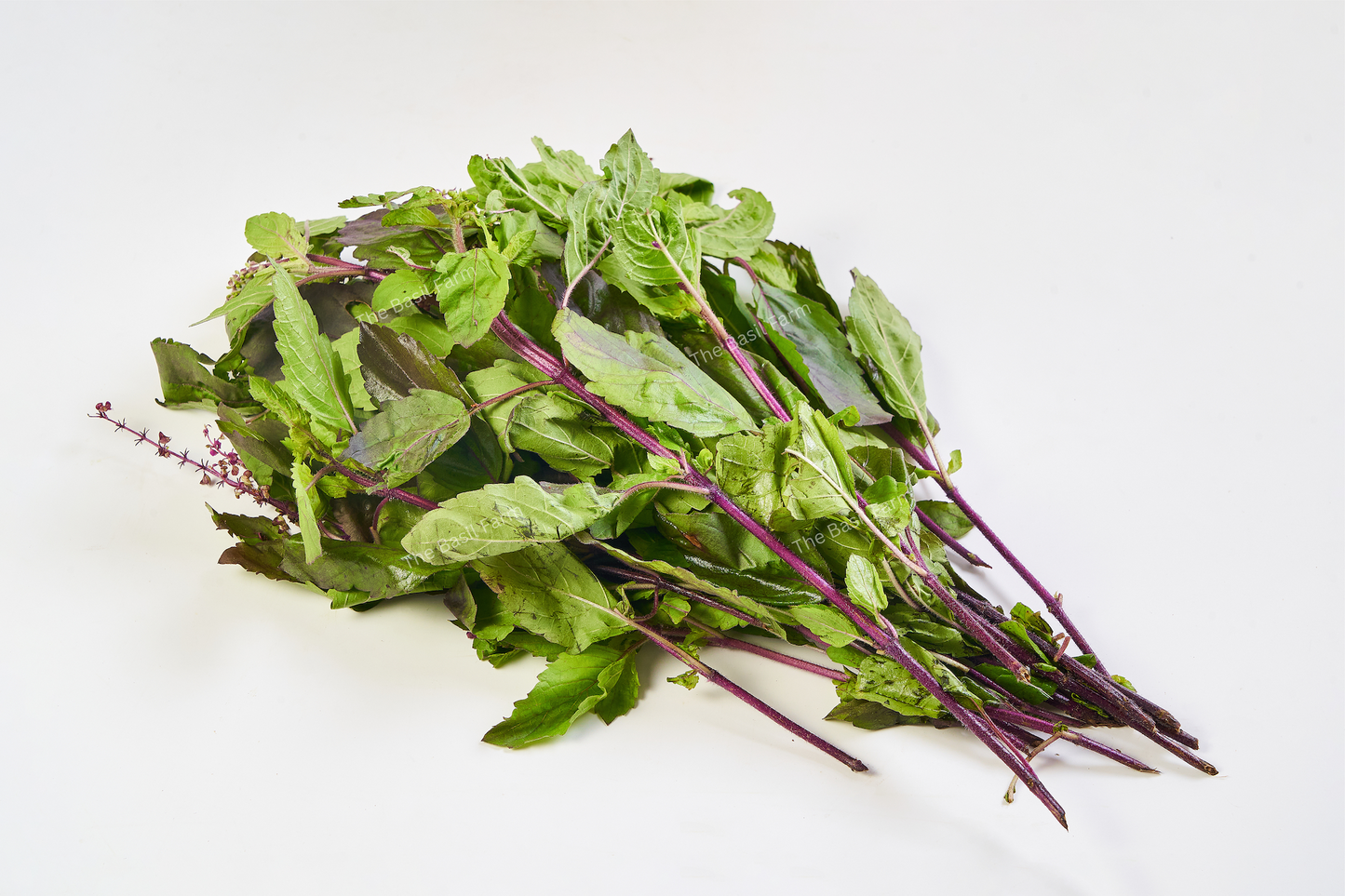 Red Holy Basil