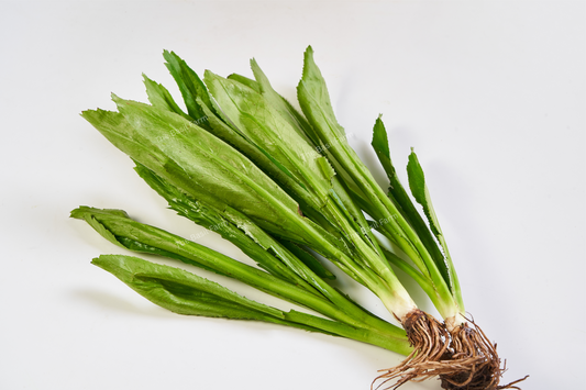 Sawtooth Coriander
