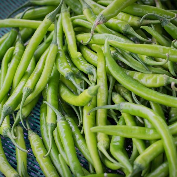 Green Chili The Basil Farm