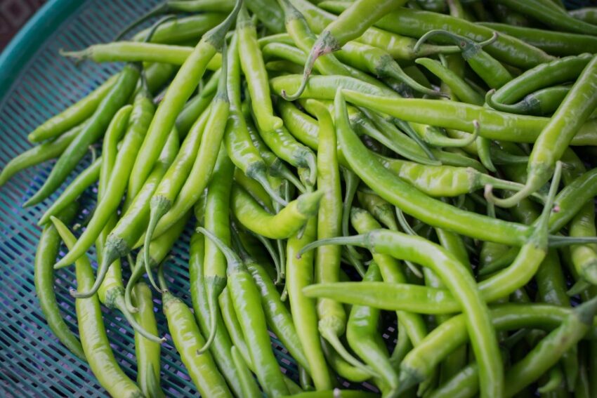 Green Chili The Basil Farm